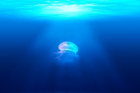jellyfish-931886_1920